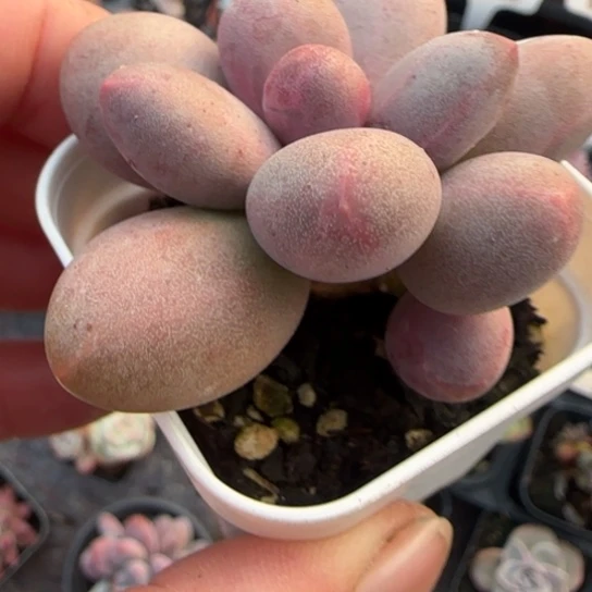 136糖果美人多肉植物多