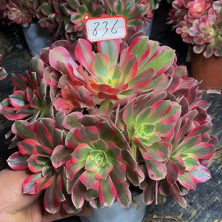 男神老桩捧花836号