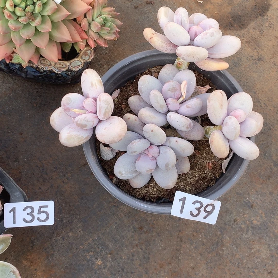 139 一物一拍多肉！