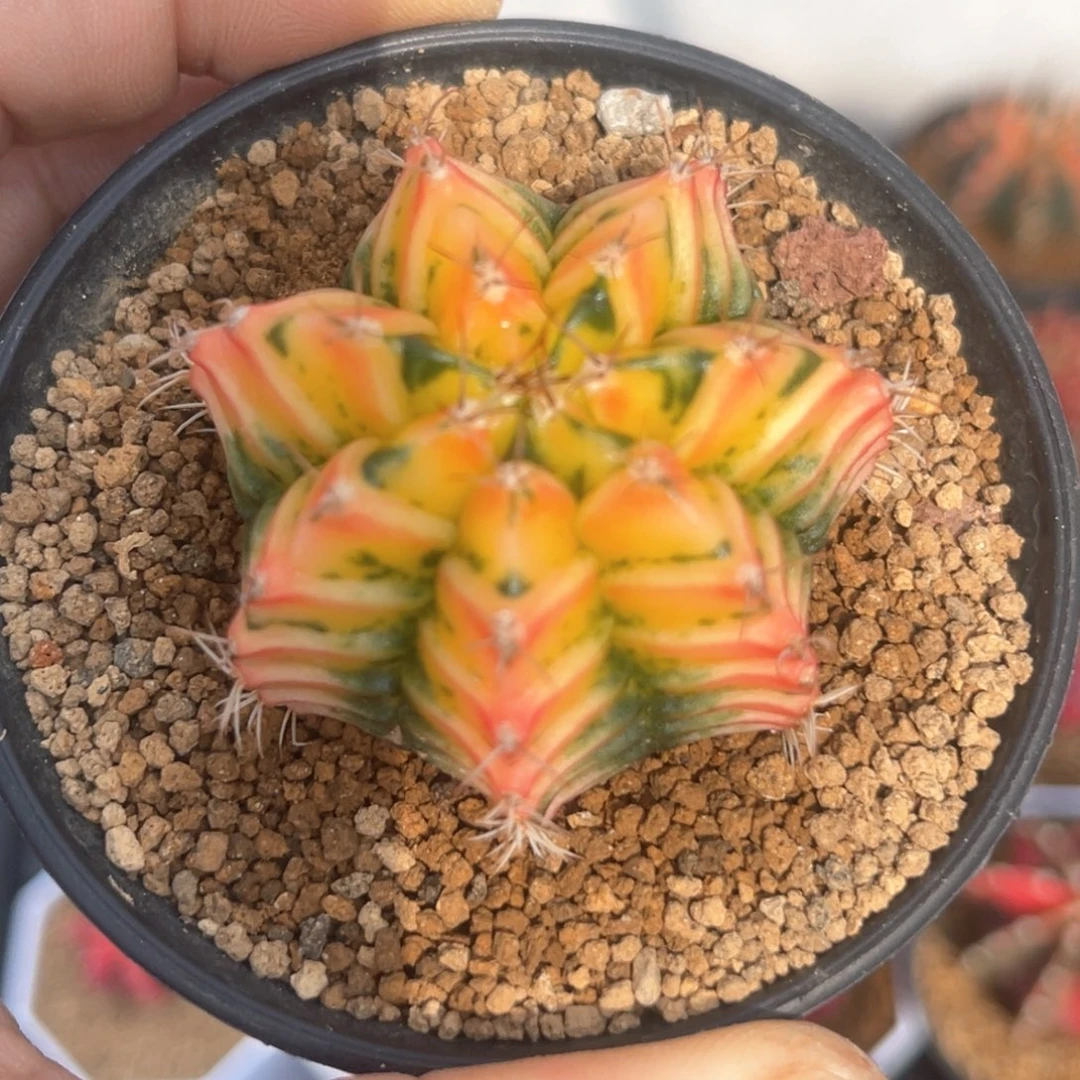 鸣**时实生米哈哈哈哈哈哈哈