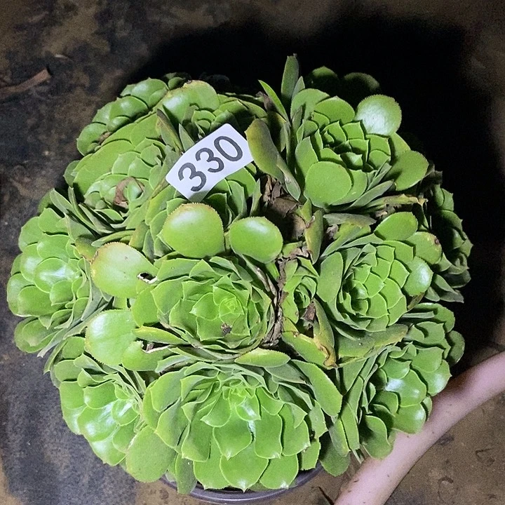 绿羊绒330多肉不包断裸根