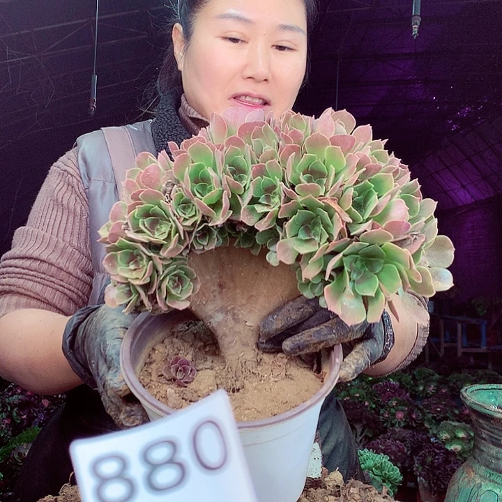 柒柒精品多肉脱土发货不包断侧枝880