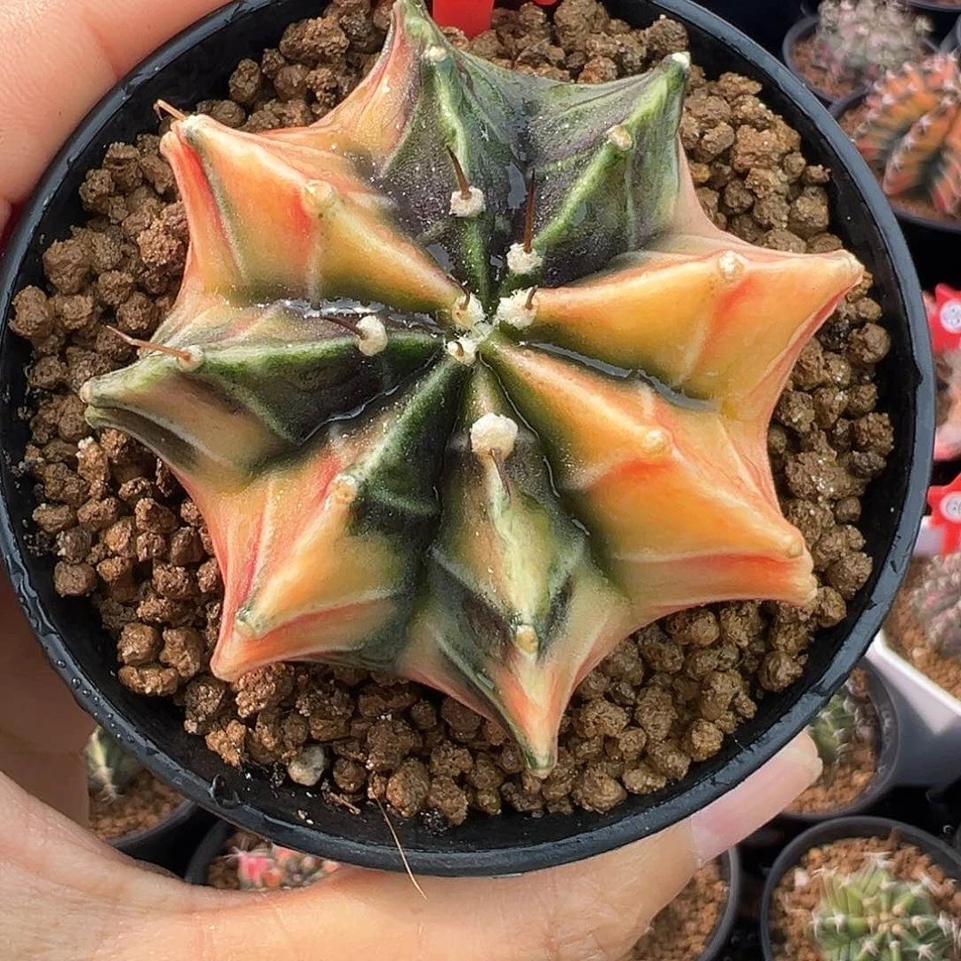 小***哥1-21肋骨锦带盆土发货