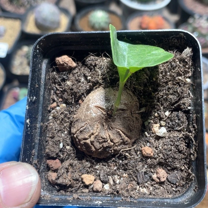 355南非龟甲龙块根