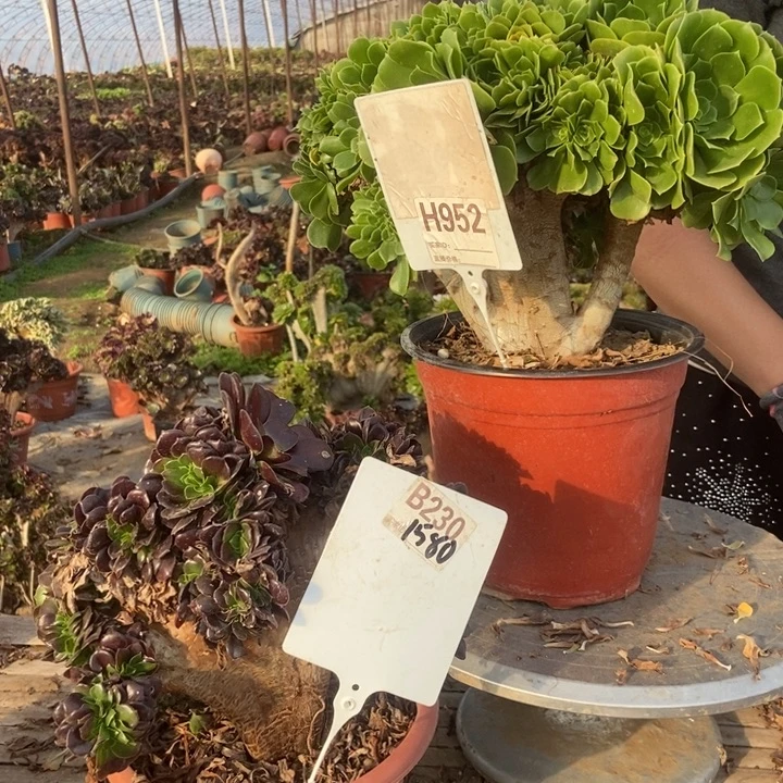 赵***赵H952B230绿羊绒缀化老庄