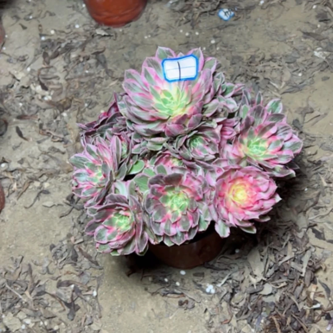 【闪购商品】丫****单半糖1