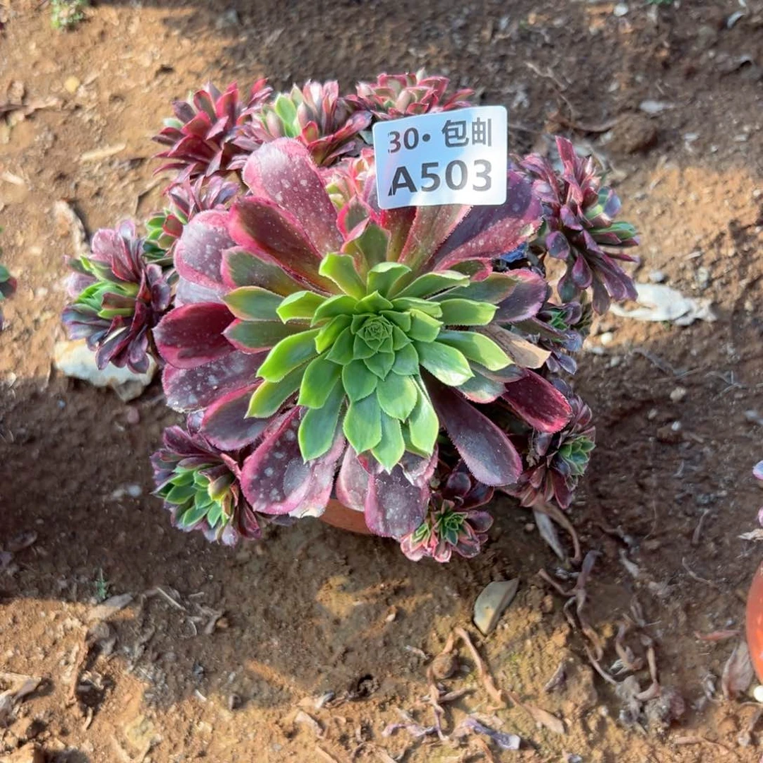 503 朝霞多肉断枝不包