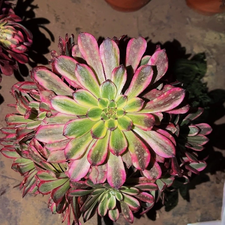 382紫嫣多肉植物处理不售后