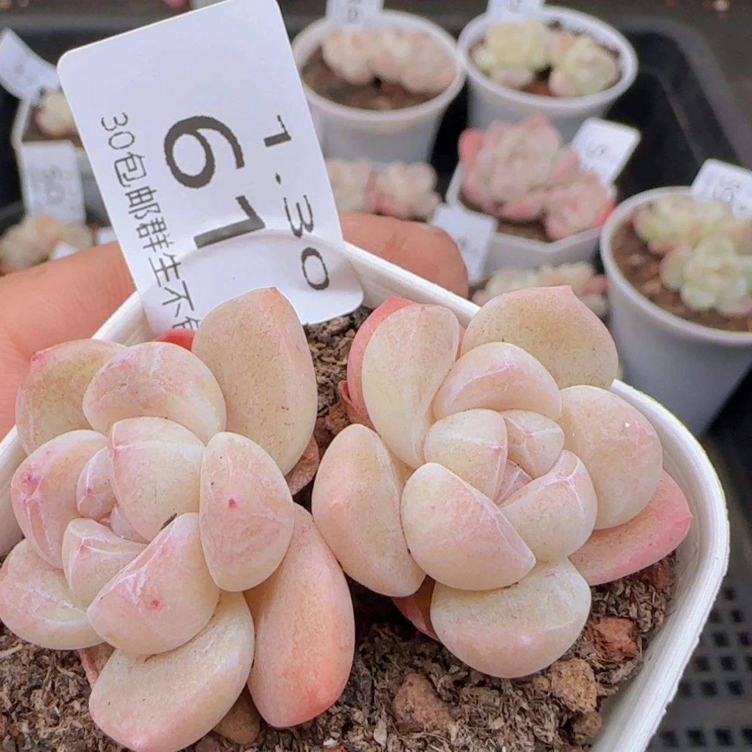 小脸冰玉一颗脱土发货