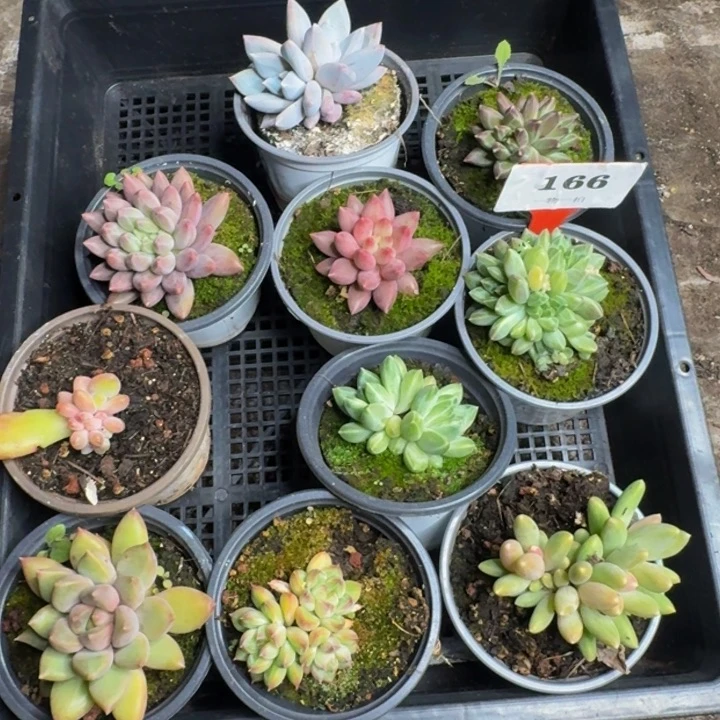 166多肉植物一物一拍
