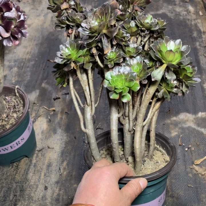 3灰法师多肉的多肉植物多肉
