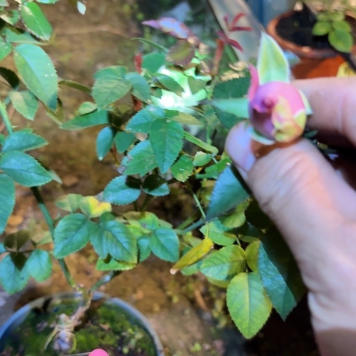 无花朵锦绸小苗根接