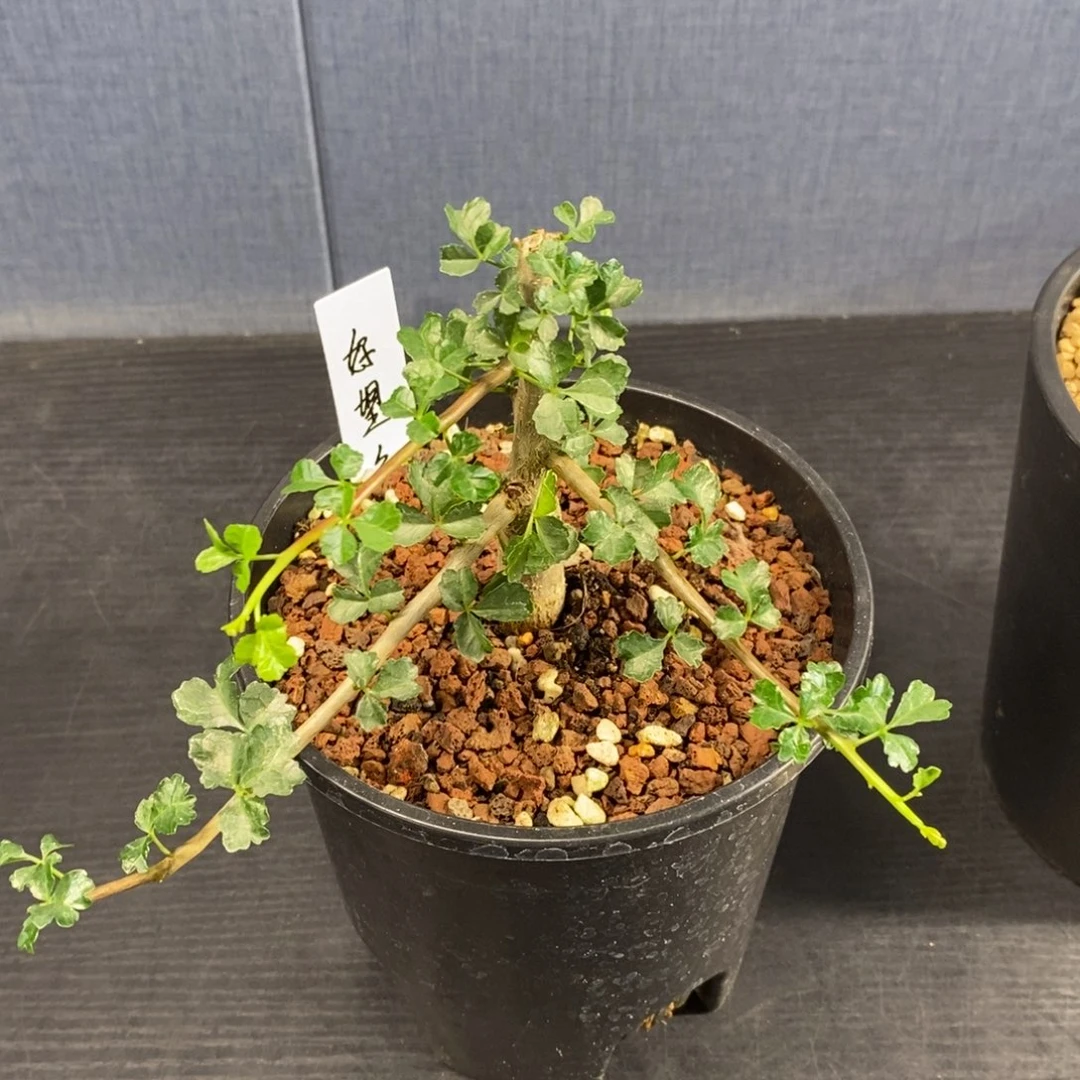 好望角开瓶器没药实生带盆