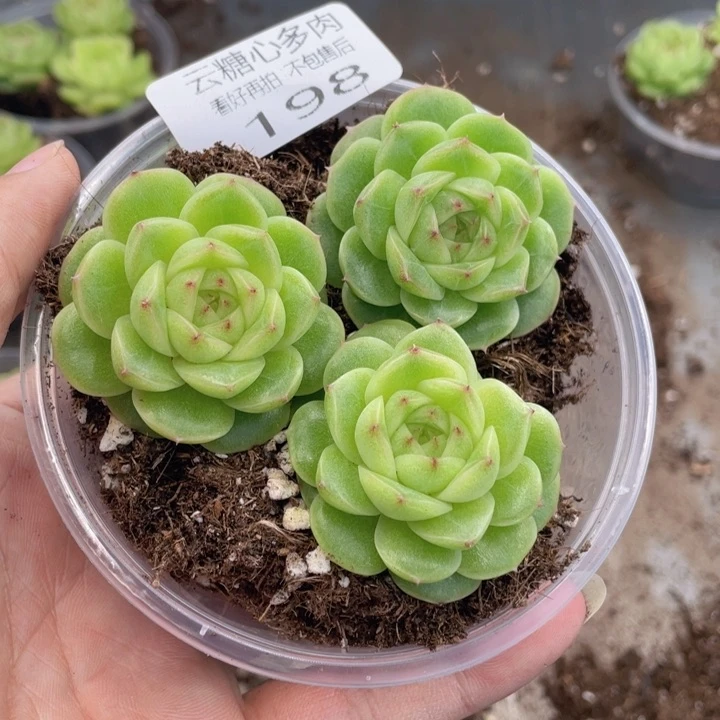云糖心多肉植物198