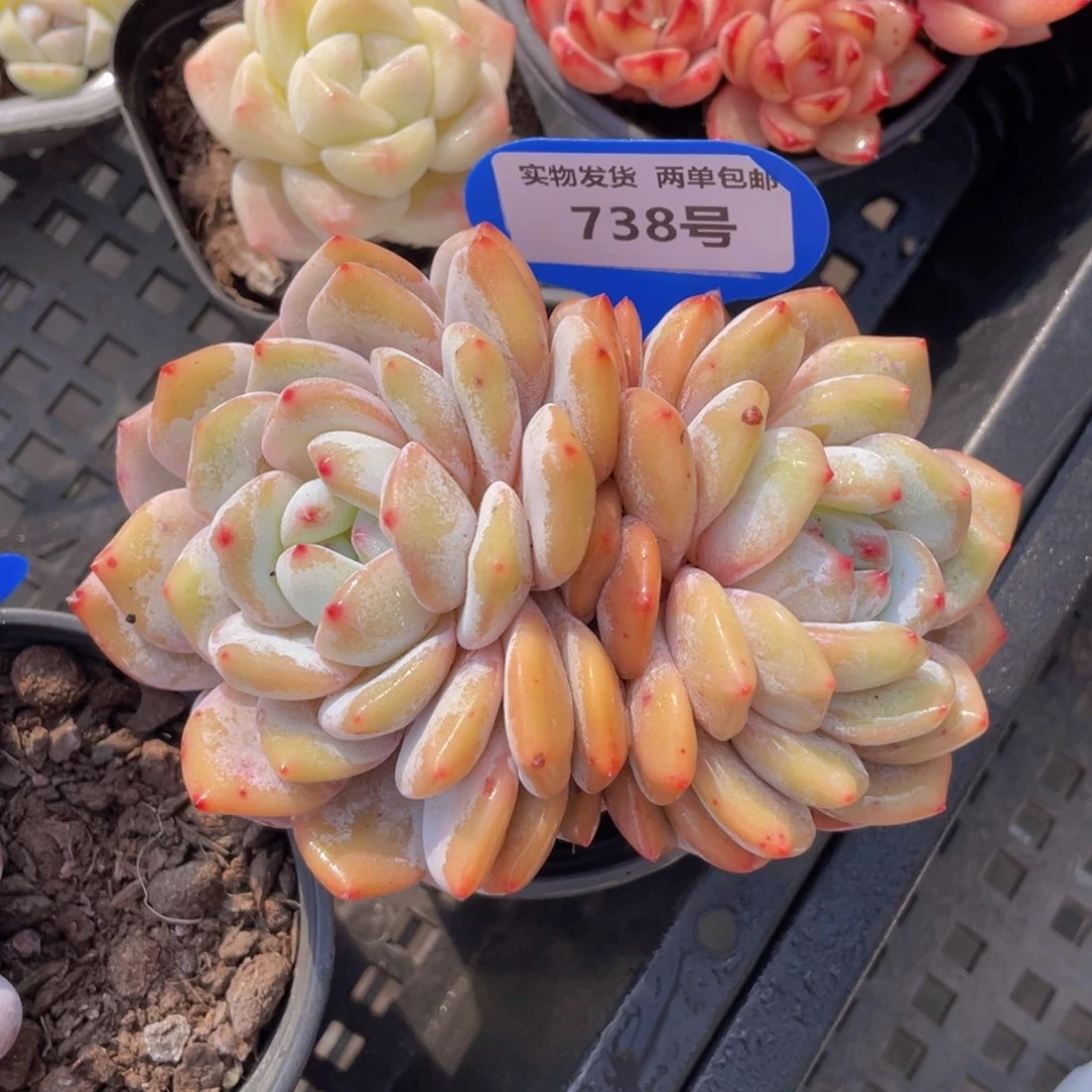 738号大双头韩版橙梦露一个