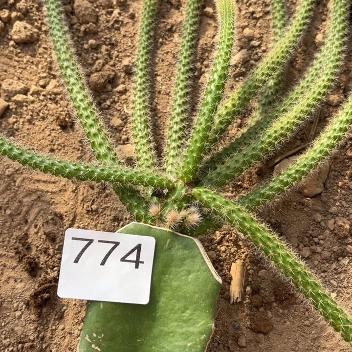 暖***辛垂吊鼠尾紫色^_^^_^774