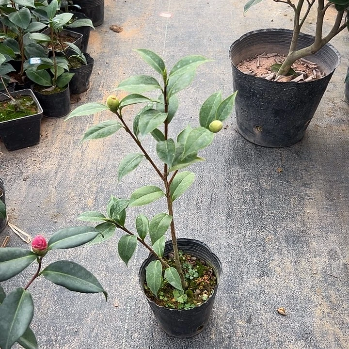 大部分花苞少量开放，朱露之舞随单