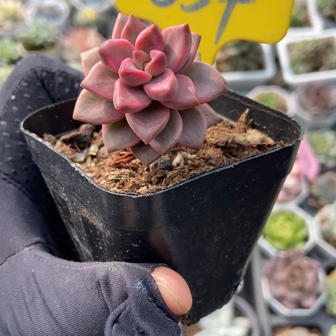 854姬笼月锦多肉植物