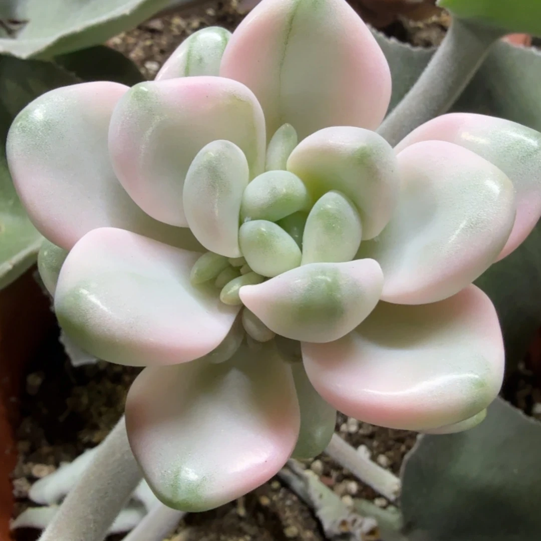 花瓣鹿锦群 天花板基因