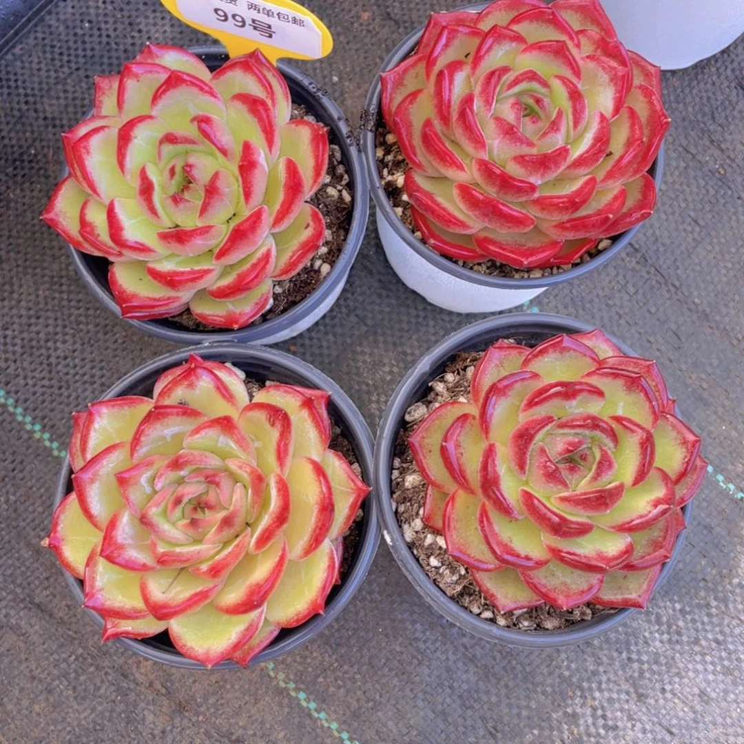 99号 全状态夜魔侠大单头一个