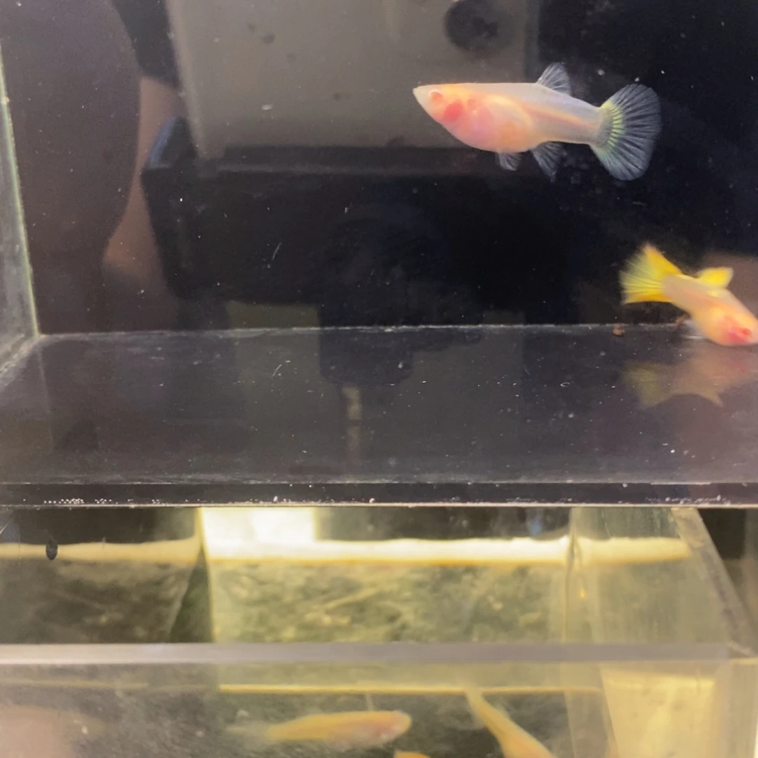 孔雀鱼红颜玻璃猫一对