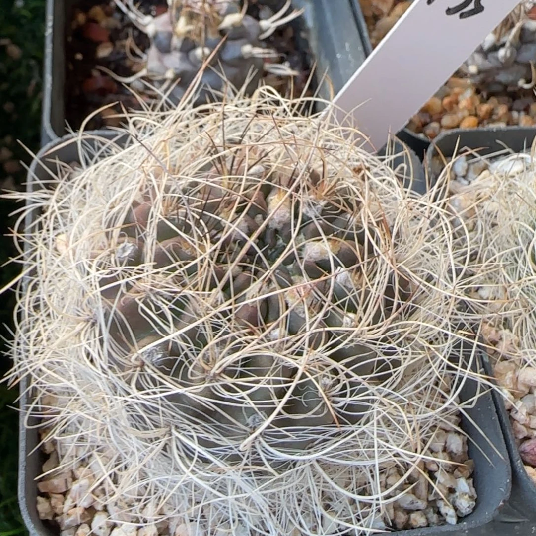 1035脱土发 实生 紫球球