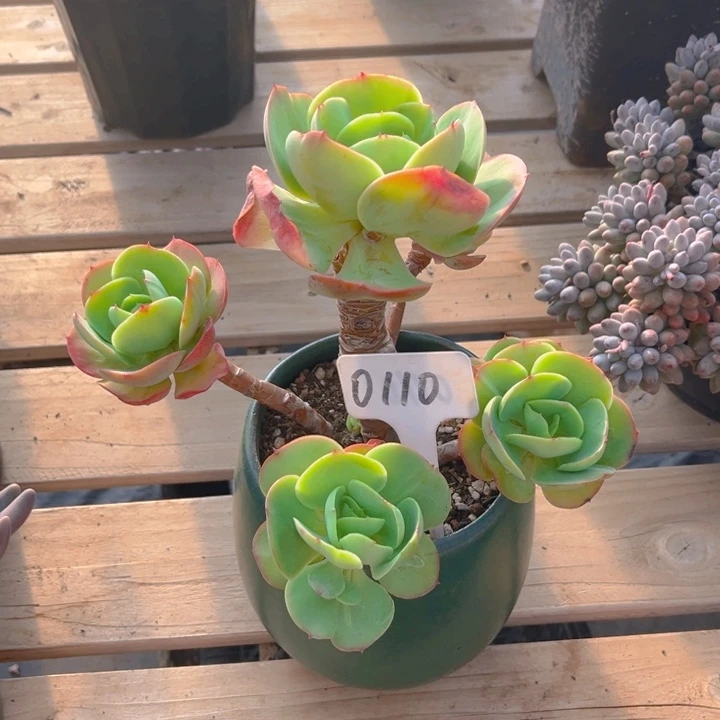鸡蛋碧桃多肉植物0110