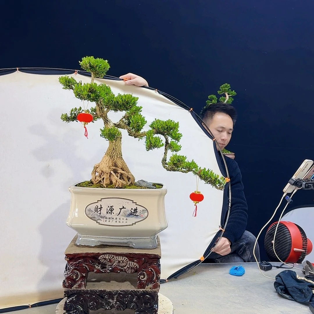 高端皱皮黄杨盆景听**鱼