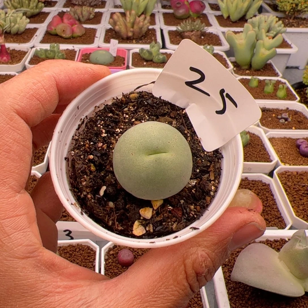 游*2.16鸽子蛋多肉植物25