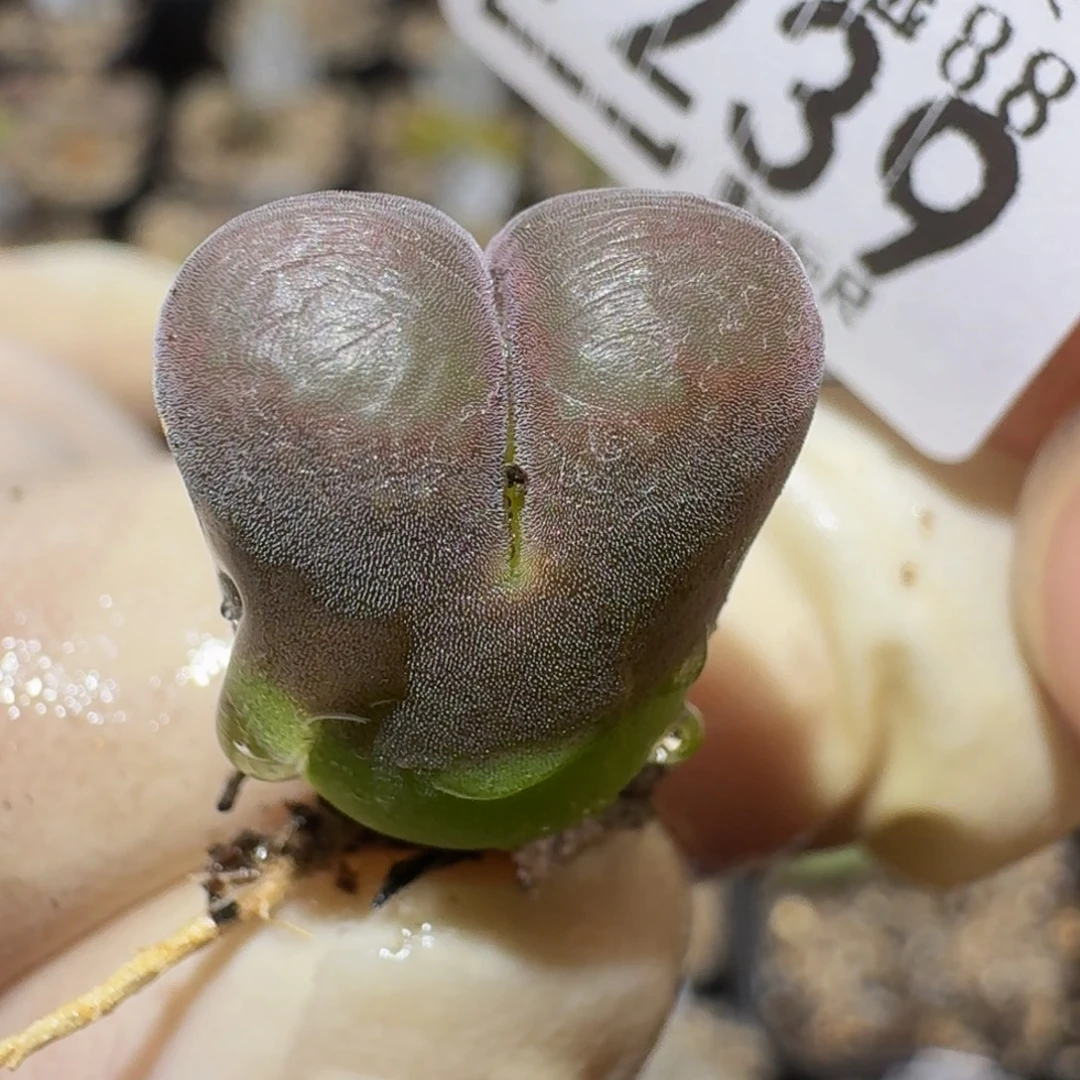 Zzzxz生石花肉锥1239