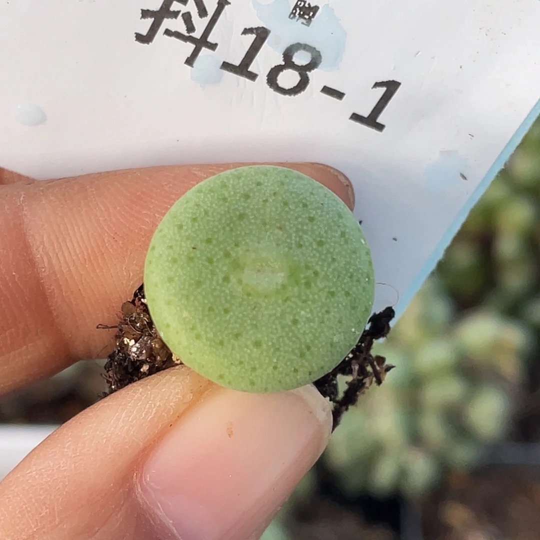 18-1毛钮扣多肉植物