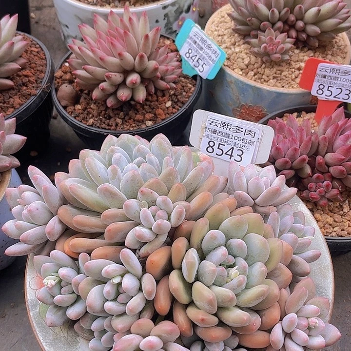 8543香水。         