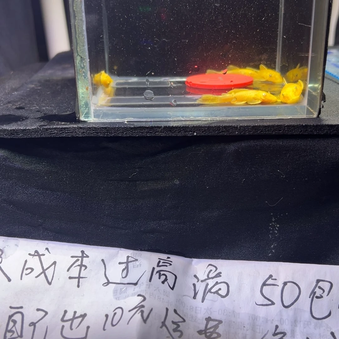 孔雀鱼胡子胡子胡子8