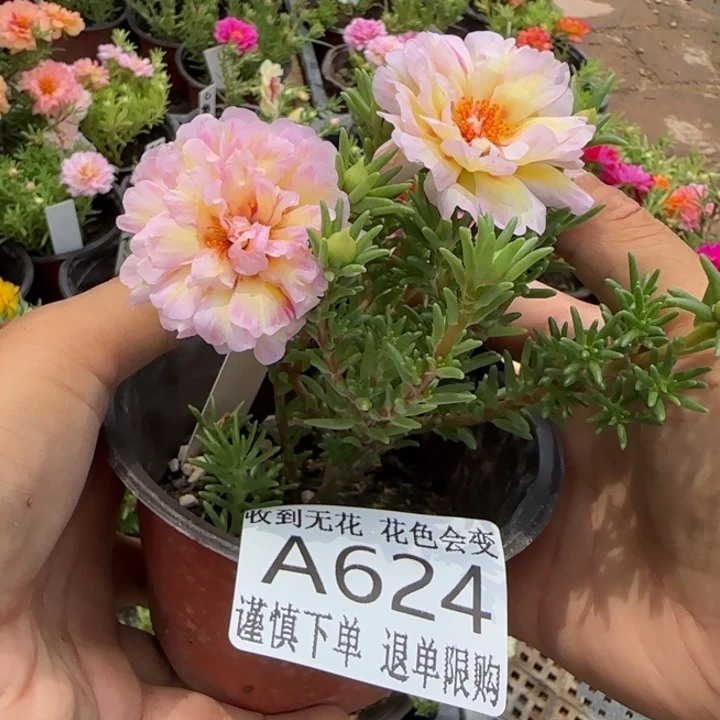当前无花朵，栽培后可花朵A624超小苗盆口10cm