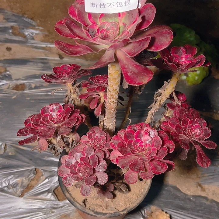 894丽娜多肉植物保护
