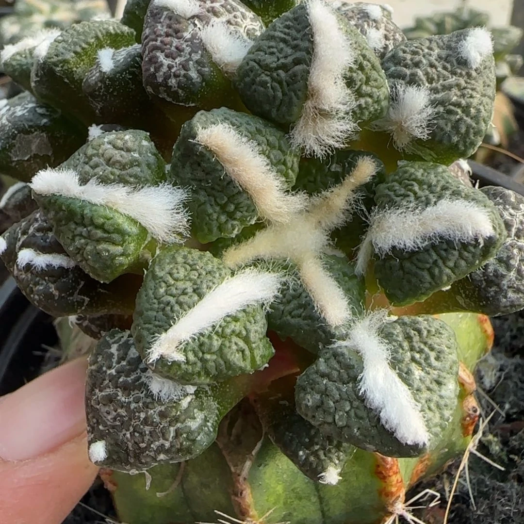 无花朵双头大尤黑755