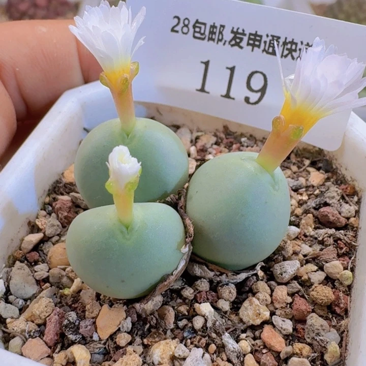 119 白花拳拳。