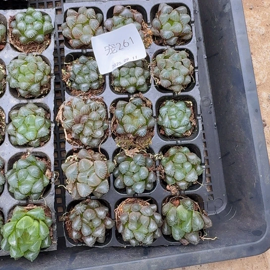 直播福利一物一拍261