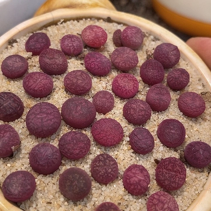 钻墨杂交一颗    下播福利