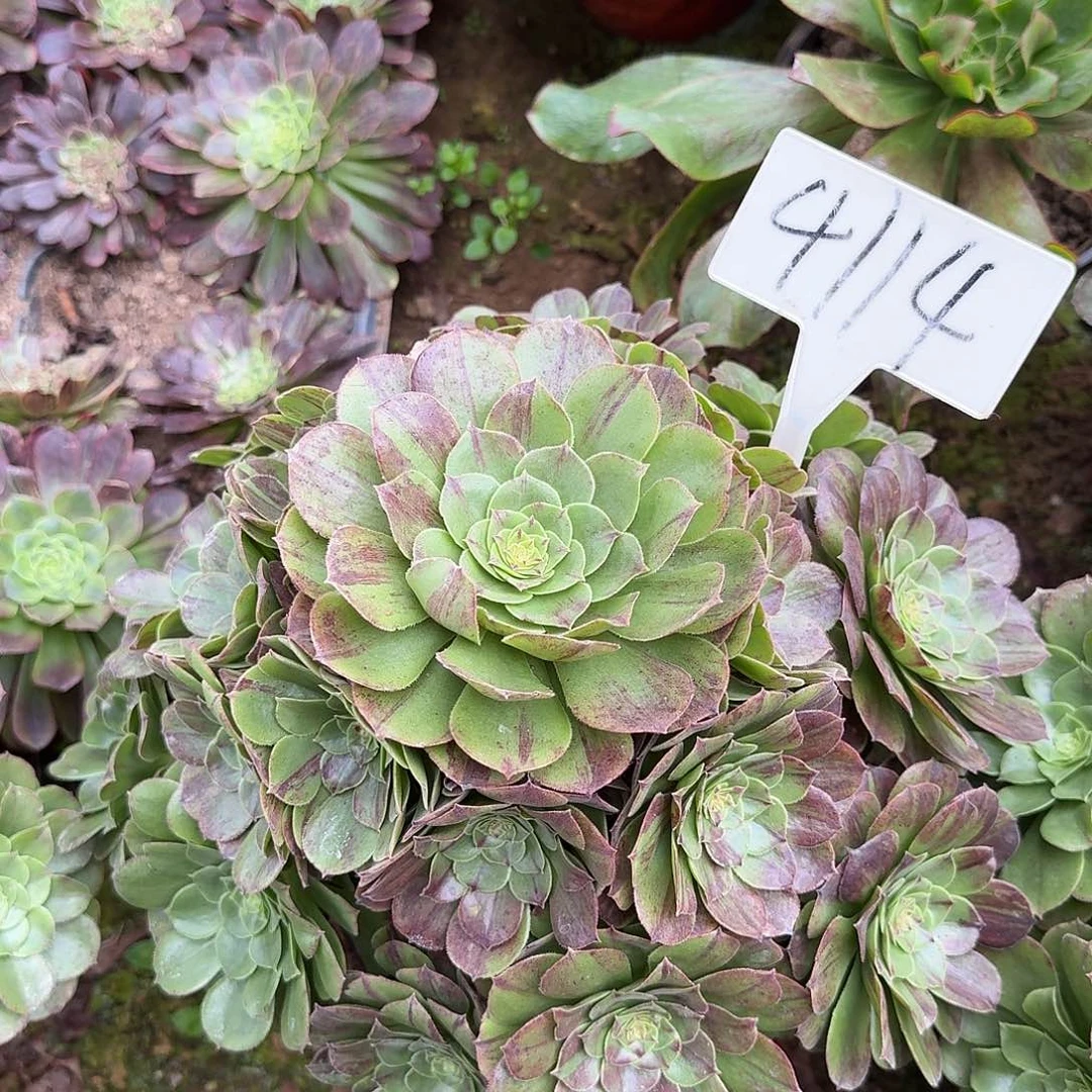 4114花月夜多肉法师多肉