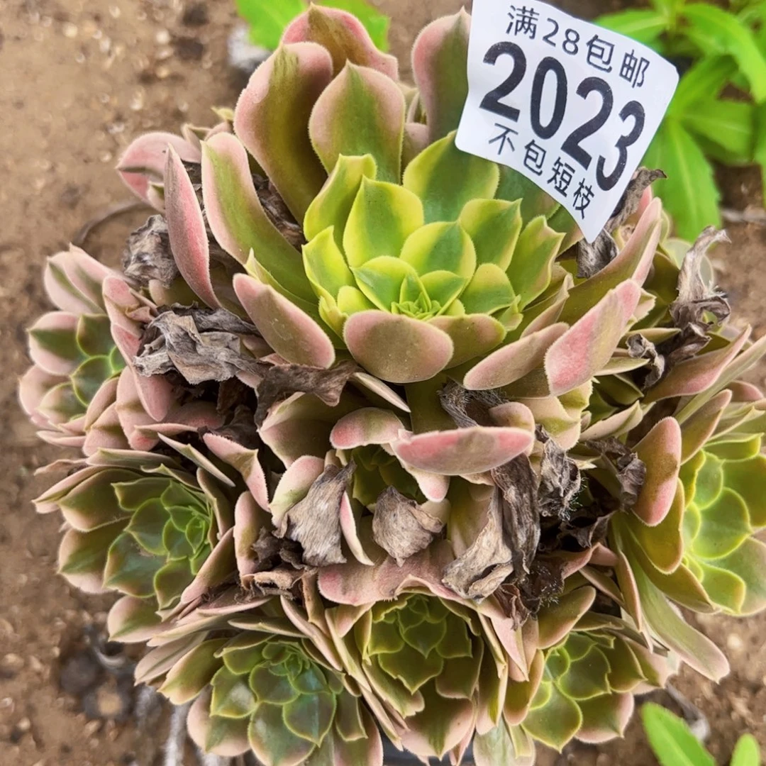 香妃多肉植物法师2023