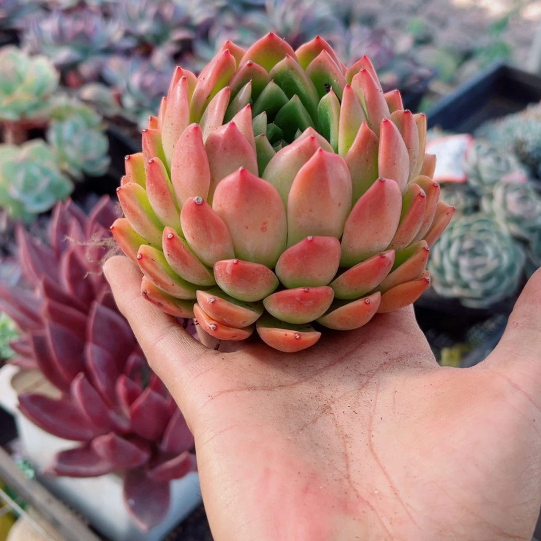 精品多肉植物老桩随机