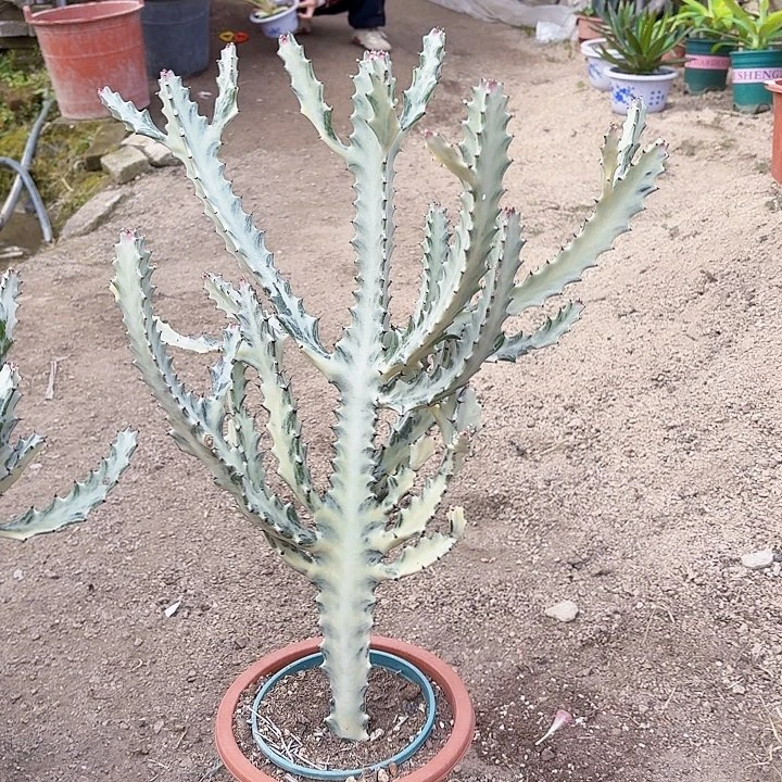 落***～完全开放白龙骨裸根