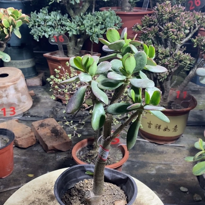 兴***苑韩国紫叶一物一拍