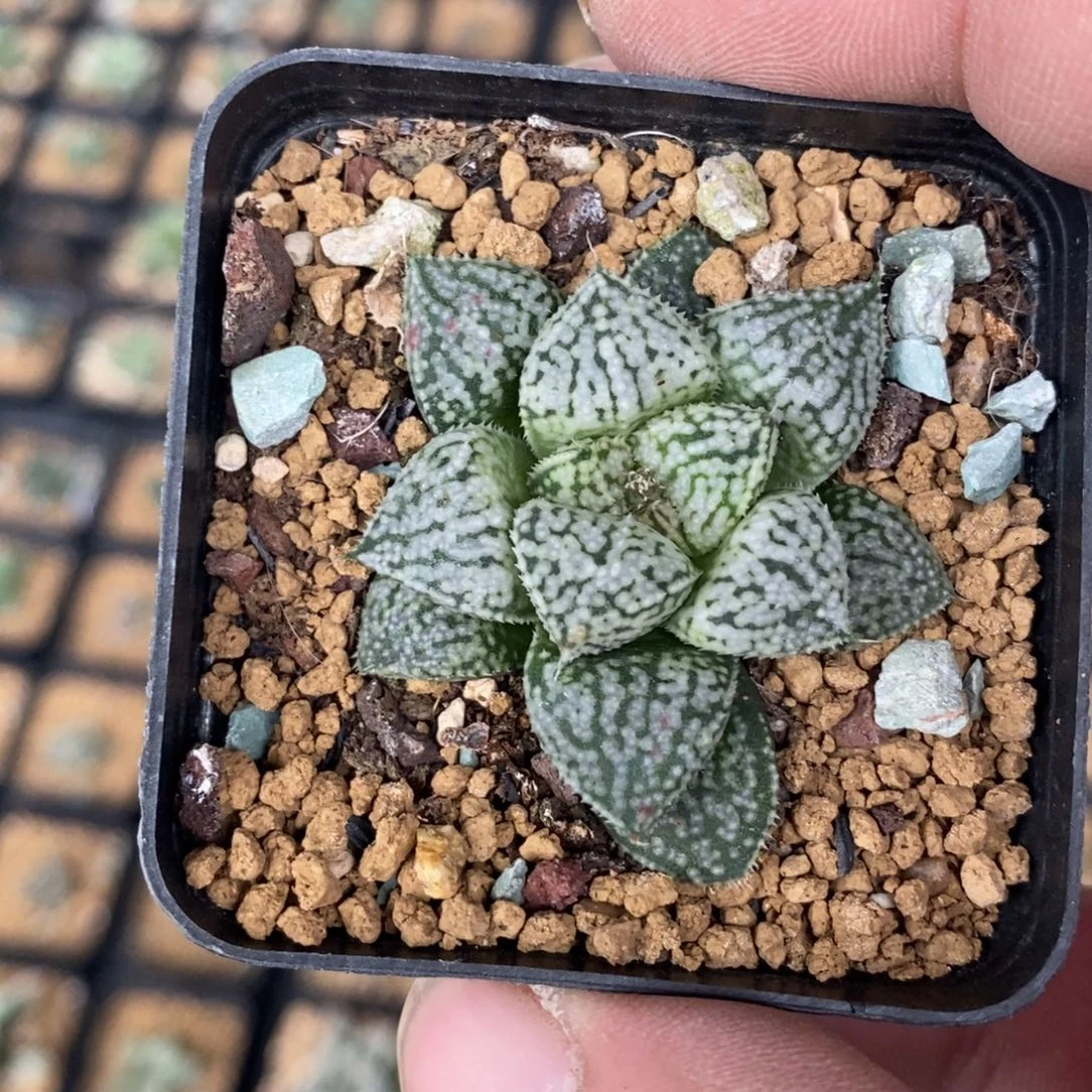 惠***6.66 一颗福利。