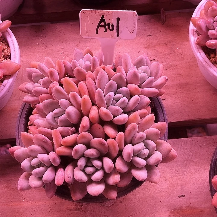 将**人我是第一百个为妖刀应援的阴阳