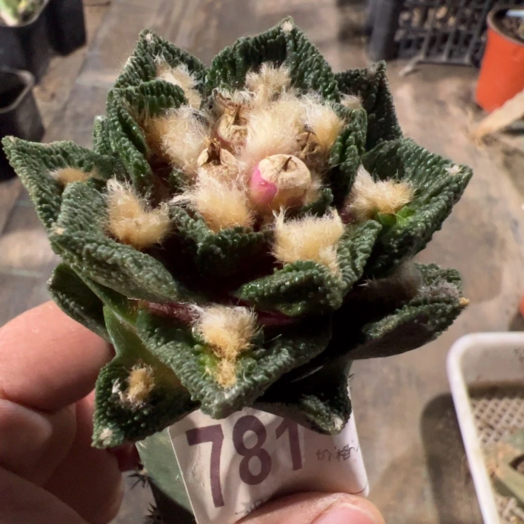 勃氏辛顿牡丹781