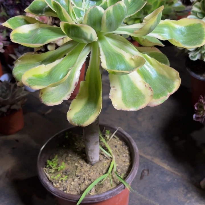 瑞妈，，，。。。813燕姿锦，