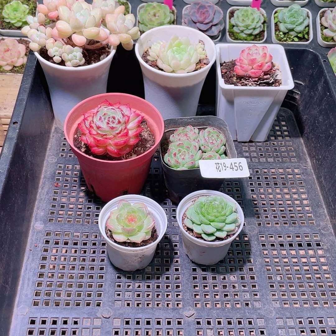 花利美19-456框拍7颗