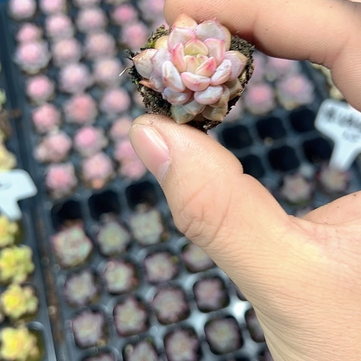 星星橙 满10颗包邮